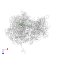 Large ribosomal subunit protein bL27 in PDB entry 5wis, assembly 2, top view.