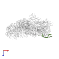 Small ribosomal subunit protein uS13 in PDB entry 5wnp, assembly 1, top view.