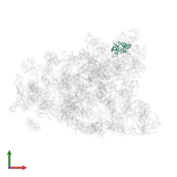 Small ribosomal subunit protein eS4A in PDB entry 5wyk, assembly 1, front view.