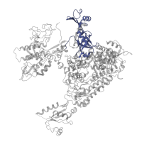 The deposited structure of PDB entry 5x50 contains 1 copy of Pfam domain PF00623 (RNA polymerase Rpb1, domain 2) in DNA-directed RNA polymerase subunit. Showing 1 copy in chain A.