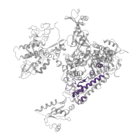 The deposited structure of PDB entry 5x50 contains 1 copy of Pfam domain PF05000 (RNA polymerase Rpb1, domain 4) in DNA-directed RNA polymerase subunit. Showing 1 copy in chain A.