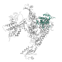 The deposited structure of PDB entry 5x51 contains 2 copies of Pfam domain PF04983 (RNA polymerase Rpb1, domain 3) in DNA-directed RNA polymerase subunit. Showing 1 copy in chain M.