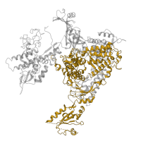 The deposited structure of PDB entry 5x51 contains 2 copies of Pfam domain PF04998 (RNA polymerase Rpb1, domain 5) in DNA-directed RNA polymerase subunit. Showing 1 copy in chain M.