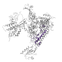 The deposited structure of PDB entry 5x51 contains 2 copies of Pfam domain PF05000 (RNA polymerase Rpb1, domain 4) in DNA-directed RNA polymerase subunit. Showing 1 copy in chain M.