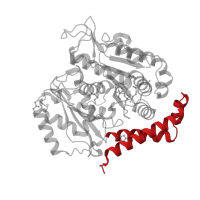 The deposited structure of PDB entry 5xaf contains 2 copies of CATH domain 1.10.287.600 (Helix Hairpins) in Tubulin alpha-1B chain. Showing 1 copy in chain C.