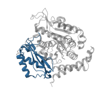 The deposited structure of PDB entry 5xaf contains 2 copies of CATH domain 3.30.1330.20 (60s Ribosomal Protein L30; Chain: A;) in Tubulin alpha-1B chain. Showing 1 copy in chain C.