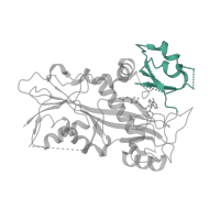 The deposited structure of PDB entry 5xaf contains 1 copy of CATH domain 3.30.1490.20 (Dna Ligase; domain 1) in TTL ligase. Showing 1 copy in chain F.