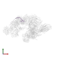 NADH dehydrogenase [ubiquinone] 1 alpha subcomplex subunit 13 in PDB entry 5xth, assembly 1, front view.