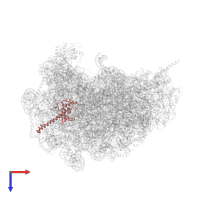 Ribosomal protein uL13 in PDB entry 5xxb, assembly 1, top view.