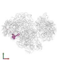 Small ribosomal subunit protein uS17 in PDB entry 5xyu, assembly 1, front view.