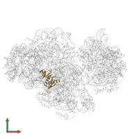 Small ribosomal subunit protein uS8 in PDB entry 5xyu, assembly 1, front view.