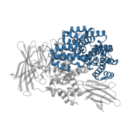 The deposited structure of PDB entry 5yq2 contains 1 copy of CATH domain 1.25.50.10 (Zincin-like fold) in Aminopeptidase N. Showing 1 copy in chain A.