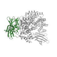 The deposited structure of PDB entry 5yq2 contains 1 copy of CATH domain 2.60.40.1730 (Immunoglobulin-like) in Aminopeptidase N. Showing 1 copy in chain A.