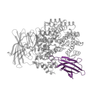 The deposited structure of PDB entry 5yq2 contains 1 copy of CATH domain 2.60.40.1840 (Immunoglobulin-like) in Aminopeptidase N. Showing 1 copy in chain A.