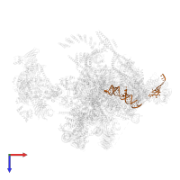 U5 snRNA in PDB entry 5yzg, assembly 1, top view.