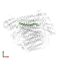 Cytochrome c oxidase subunit 8A, mitochondrial in PDB entry 5z62, assembly 1, front view.