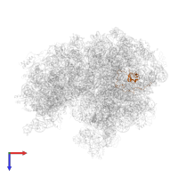 Large ribosomal subunit protein uL15 in PDB entry 5zlu, assembly 1, top view.