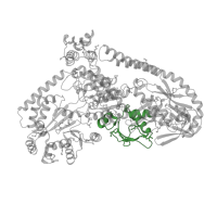 The deposited structure of PDB entry 6bog contains 2 copies of CATH domain 3.30.360.80 (Dihydrodipicolinate Reductase; domain 2) in RNA polymerase-associated protein RapA. Showing 1 copy in chain A.