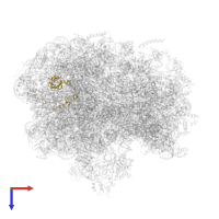 Large ribosomal subunit protein uL15 in PDB entry 6bu8, assembly 1, top view.