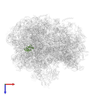 Large ribosomal subunit protein bL17 in PDB entry 6bu8, assembly 1, top view.