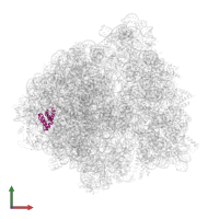 Large ribosomal subunit protein bL20 in PDB entry 6bu8, assembly 1, front view.