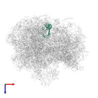 Large ribosomal subunit protein uL2 in PDB entry 6bu8, assembly 1, top view.