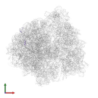 Large ribosomal subunit protein bL32 in PDB entry 6bu8, assembly 1, front view.