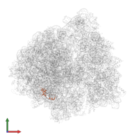 Large ribosomal subunit protein bL35 in PDB entry 6bu8, assembly 1, front view.