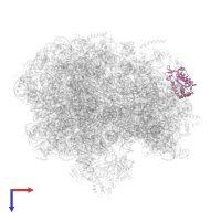 Small ribosomal subunit protein uS2 in PDB entry 6bu8, assembly 1, top view.