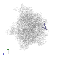 Small ribosomal subunit protein bS6 in PDB entry 6bu8, assembly 1, side view.