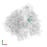 Small ribosomal subunit protein uS12 in PDB entry 6bu8, assembly 1, front view.