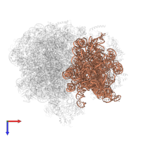 16S ribosomal RNA in PDB entry 6bu8, assembly 1, top view.