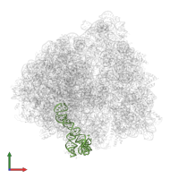 5S ribosomal RNA in PDB entry 6bu8, assembly 1, front view.