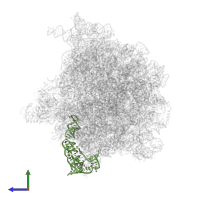 5S ribosomal RNA in PDB entry 6bu8, assembly 1, side view.