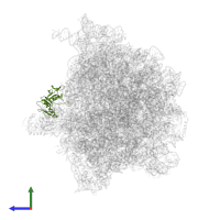 Large ribosomal subunit protein uL6 in PDB entry 6bu8, assembly 1, side view.