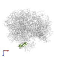 Large ribosomal subunit protein uL6 in PDB entry 6bu8, assembly 1, top view.