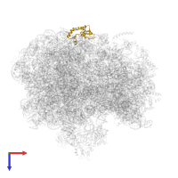 Large ribosomal subunit protein bL9 in PDB entry 6bu8, assembly 1, top view.