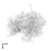 Small ribosomal subunit protein uS12 in PDB entry 6bz7, assembly 1, top view.