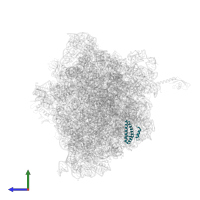Small ribosomal subunit protein uS15 in PDB entry 6bz7, assembly 1, side view.