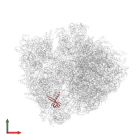 Small ribosomal subunit protein uS17 in PDB entry 6bz7, assembly 1, front view.