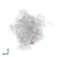Small ribosomal subunit protein uS17 in PDB entry 6bz7, assembly 1, side view.