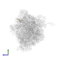 Small ribosomal subunit protein uS19 in PDB entry 6bz7, assembly 1, side view.