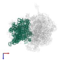 16S ribosomal RNA in PDB entry 6bz7, assembly 1, top view.