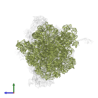 23S ribosomal RNA in PDB entry 6bz7, assembly 1, side view.