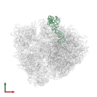 5S ribosomal RNA in PDB entry 6bz7, assembly 1, front view.