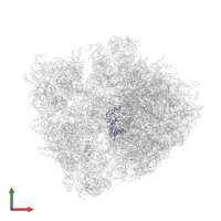 Large ribosomal subunit protein uL2 in PDB entry 6bz7, assembly 1, front view.