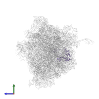Large ribosomal subunit protein uL2 in PDB entry 6bz7, assembly 1, side view.