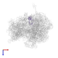 Large ribosomal subunit protein uL2 in PDB entry 6bz7, assembly 1, top view.