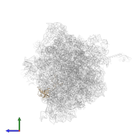 Large ribosomal subunit protein uL3 in PDB entry 6bz7, assembly 1, side view.