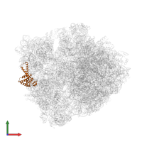 Small ribosomal subunit protein uS2 in PDB entry 6bz7, assembly 1, front view.